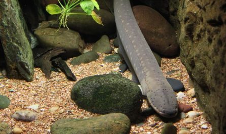 ¿Qué significa soñar con anguilas de agua dulce? 7 significados simbólicos