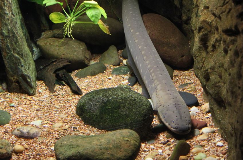 ¿Qué significa soñar con anguilas de agua dulce? 7 significados simbólicos