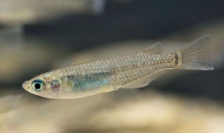 ¿Qué significa soñar con bacalao? 6 significados simbólicos