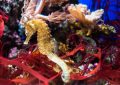 ¿Qué significa soñar con un caballito de mar? 7 interpretaciones simbólicas