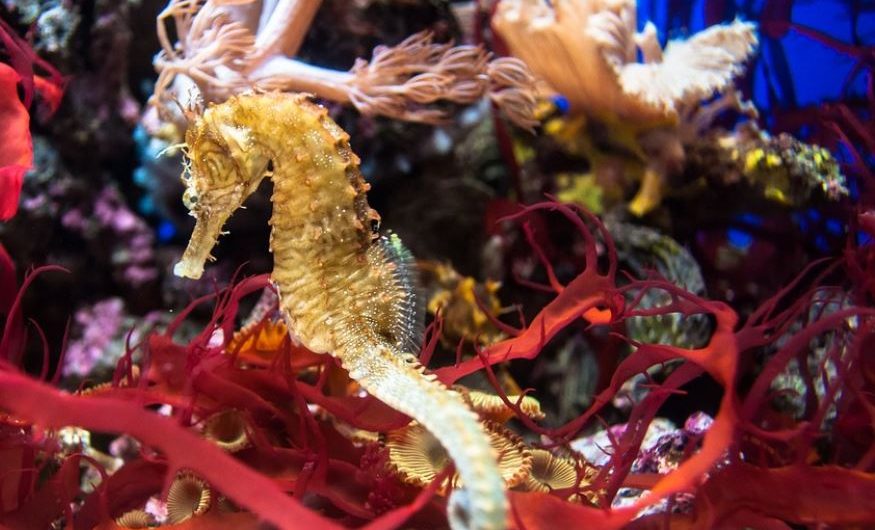 ¿Qué significa soñar con un caballito de mar? 7 interpretaciones simbólicas