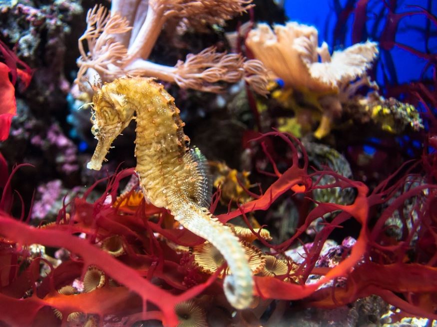 ¿Qué significa soñar con un caballito de mar? 7 interpretaciones simbólicas