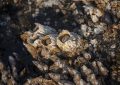 ¿Qué significa soñar con percebes? 6 significados simbólicos