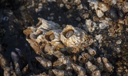 ¿Qué significa soñar con percebes? 6 significados simbólicos