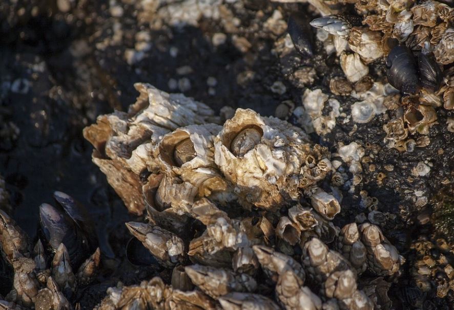 ¿Qué significa soñar con percebes? 6 significados simbólicos