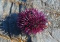 ¿Qué significa soñar con erizos de mar? 7 significados simbólicos