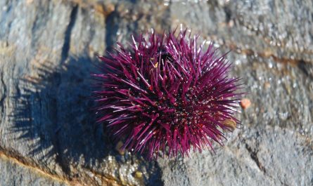 ¿Qué significa soñar con erizos de mar? 7 significados simbólicos