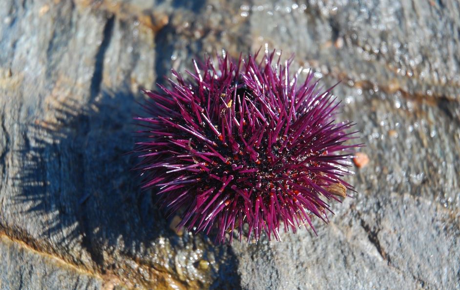 ¿Qué significa soñar con erizos de mar? 7 significados simbólicos