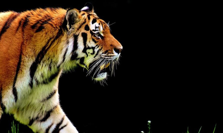 ¿Qué significa soñar con el ataque de un tigre? 7 significados simbólicos