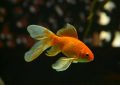 ¿Qué significa soñar con peces dorados? 11 significados simbólicos
