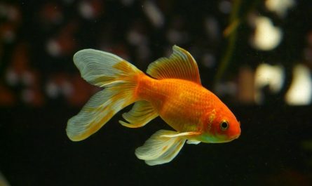 ¿Qué significa soñar con peces dorados? 11 significados simbólicos