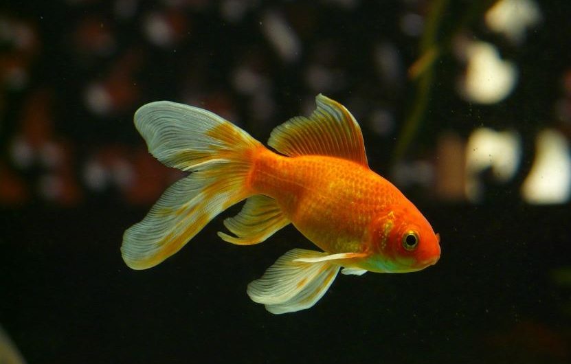¿Qué significa soñar con peces dorados? 11 significados simbólicos