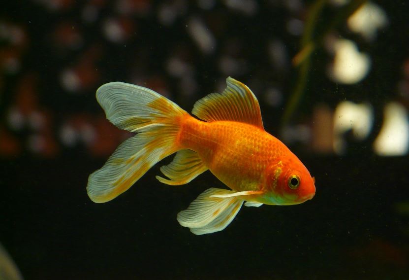¿Qué significa soñar con peces dorados? 11 significados simbólicos