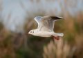 ¿Qué significa soñar con gaviotas? 7 significados simbólicos