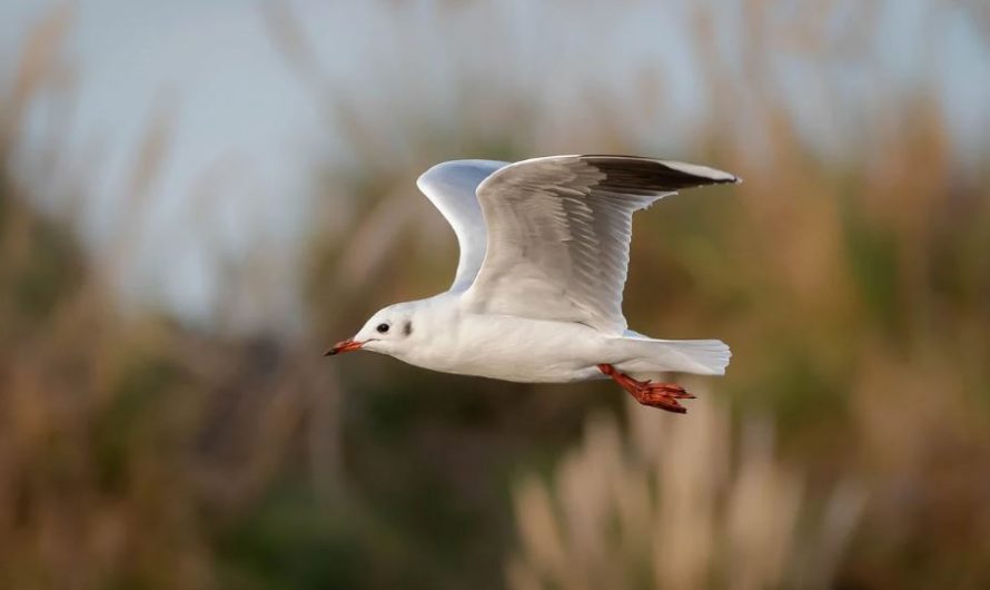 ¿Qué significa soñar con gaviotas? 7 significados simbólicos