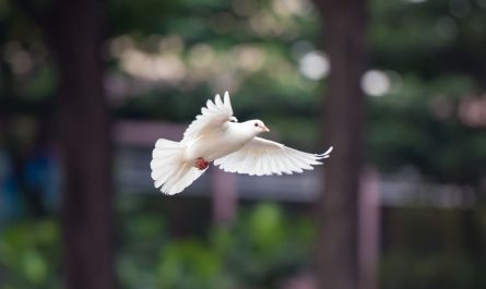 ¿Qué significa soñar con palomas blancas? 7 significados simbólicos