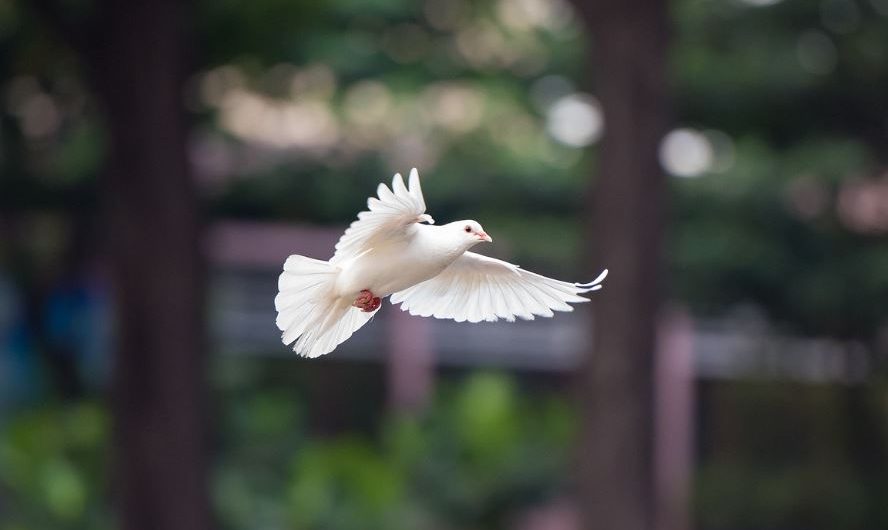 ¿Qué significa soñar con palomas blancas? 7 significados simbólicos