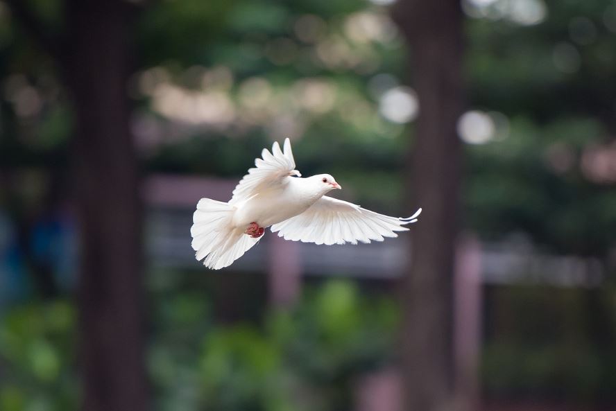 ¿Qué significa soñar con palomas blancas? 7 significados simbólicos