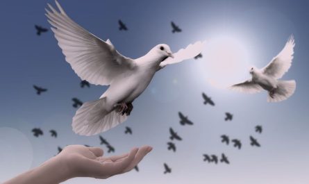 ¿Qué significa soñar con palomas? 12 significados simbólicos