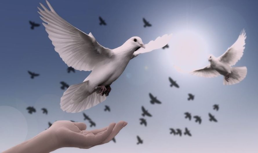 ¿Qué significa soñar con palomas? 12 significados simbólicos