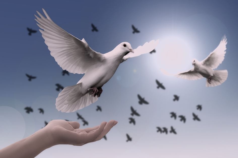 ¿Qué significa soñar con palomas? 12 significados simbólicos