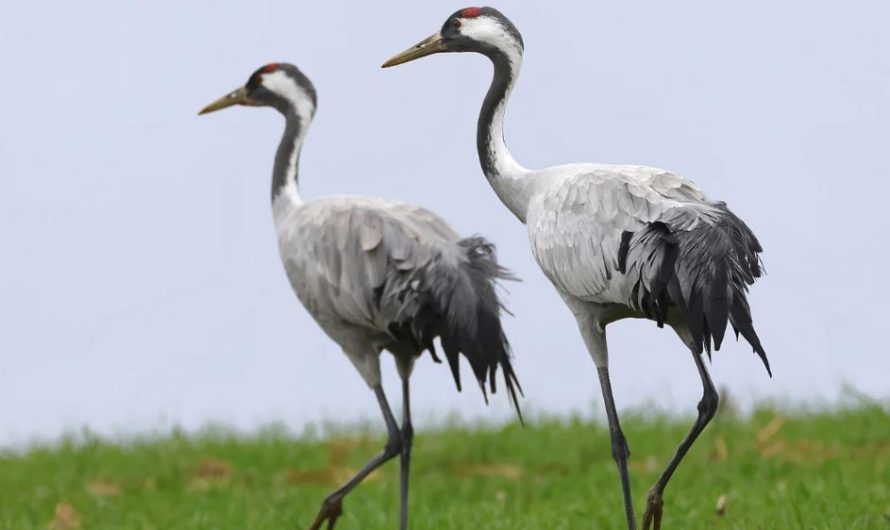 ¿Qué significa soñar con grullas? 7 significados simbólicos