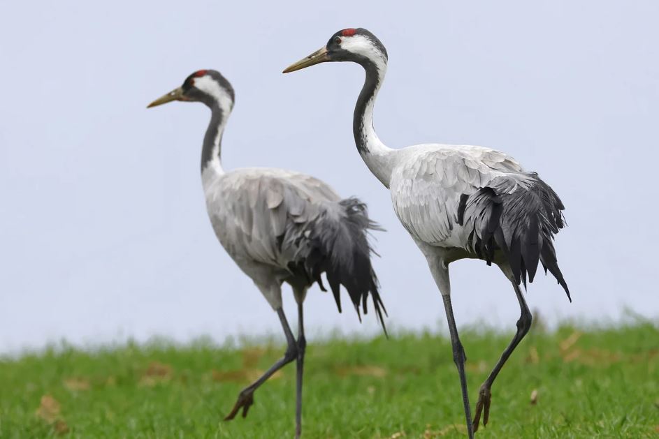 ¿Qué significa soñar con grullas? 7 significados simbólicos