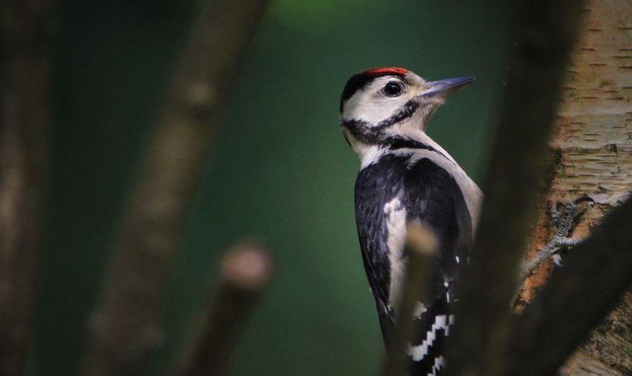¿Qué significa soñar con un pájaro carpintero? 6 significados simbólicos