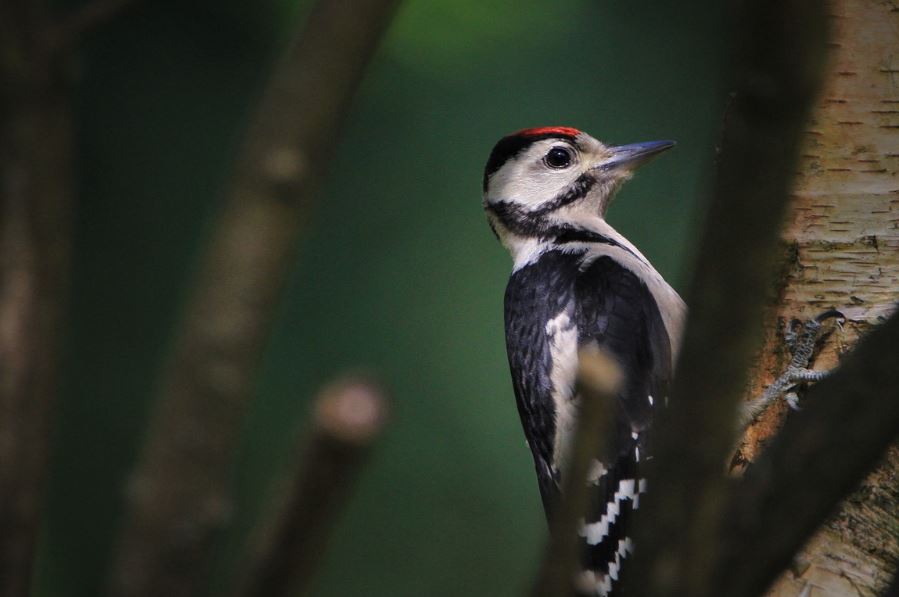 ¿Qué significa soñar con un pájaro carpintero? 6 significados simbólicos