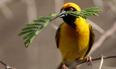 ¿Qué significa soñar con un pájaro amarillo? 7 significados simbólicos