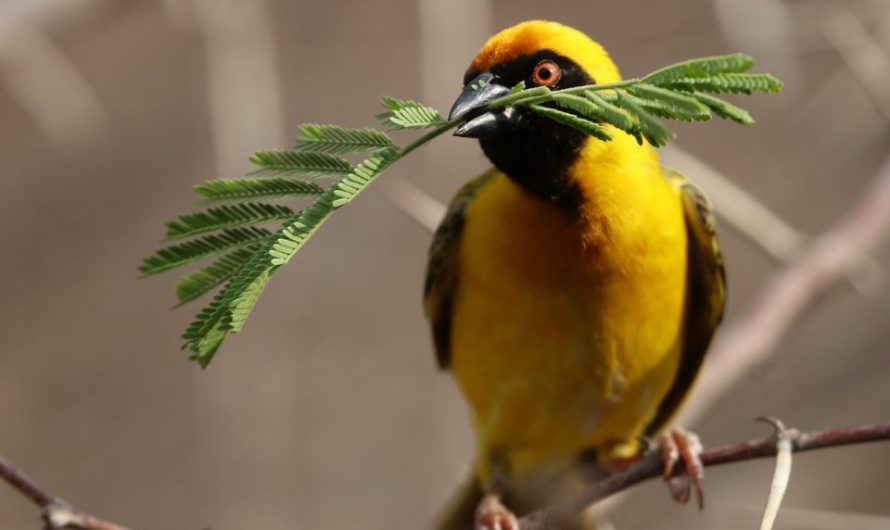 ¿Qué significa soñar con un pájaro amarillo? 7 significados simbólicos