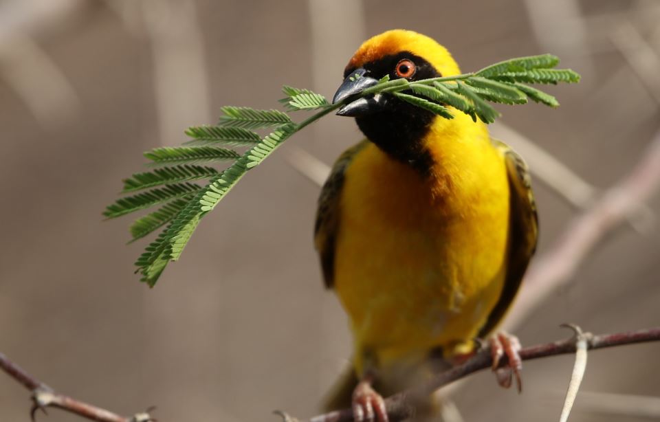 ¿Qué significa soñar con un pájaro amarillo? 7 significados simbólicos