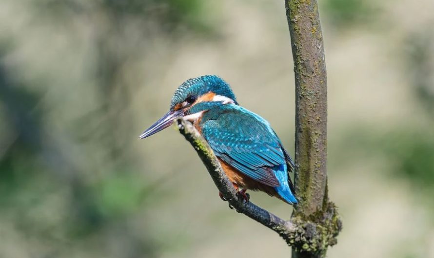 ¿Qué significa soñar con un pájaro azul? 7 significados simbólicos