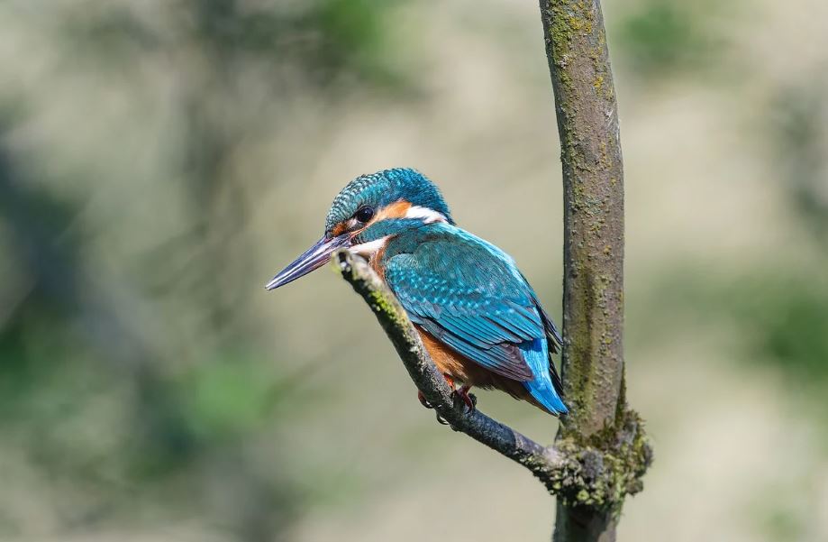 ¿Qué significa soñar con un pájaro azul? 7 significados simbólicos