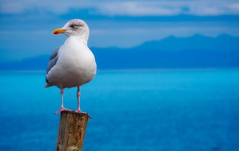 ¿Qué significa soñar con un pájaro blanco? 7 significados simbólicos