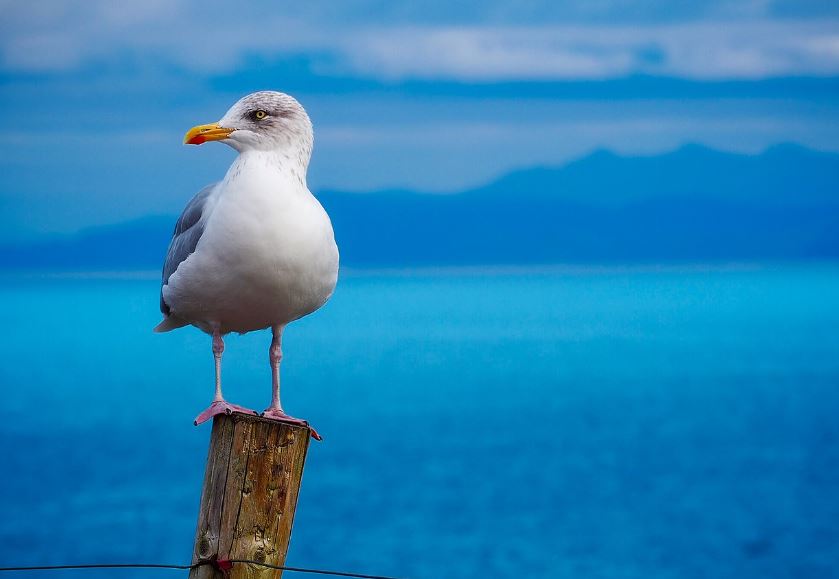 ¿Qué significa soñar con un pájaro blanco? 7 significados simbólicos
