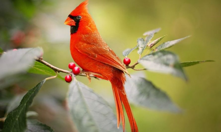 ¿Qué significa soñar con un pájaro rojo? 7 significados simbólicos