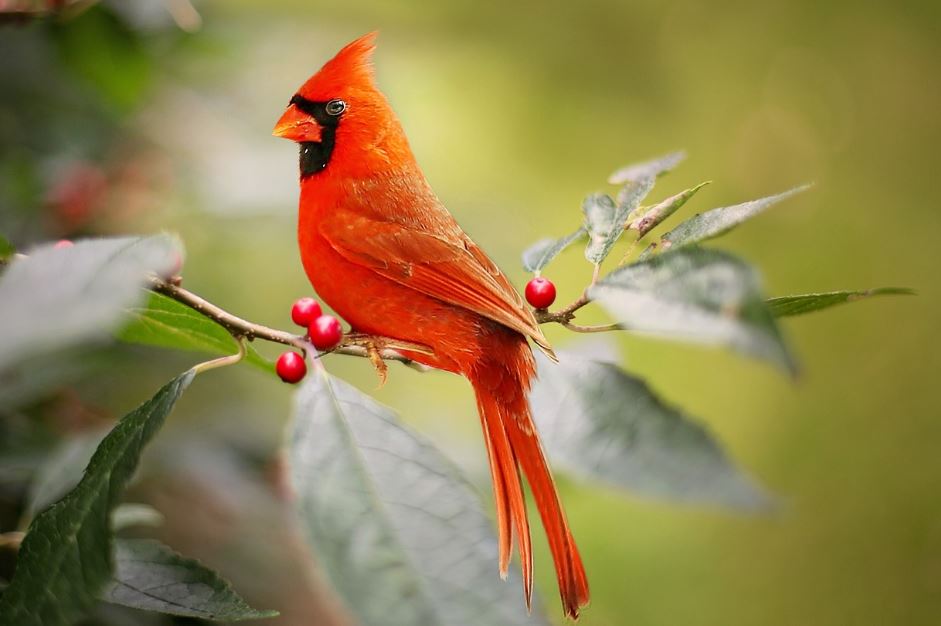 ¿Qué significa soñar con un pájaro rojo? 7 significados simbólicos