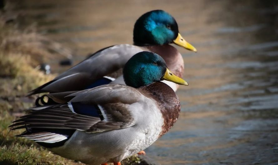 ¿Qué significa soñar con patos salvajes? 6 significados simbólicos