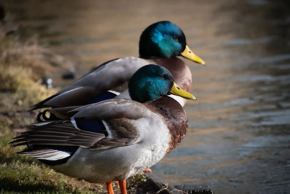 ¿Qué significa soñar con patos salvajes? 6 significados simbólicos