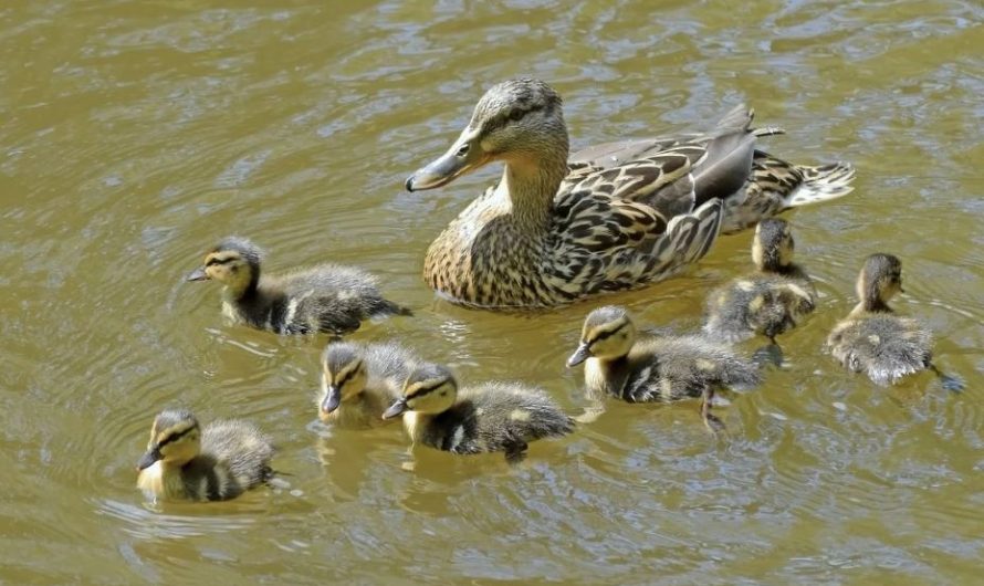 ¿Qué significa soñar con una bandada de patos? 5 significados simbólicos