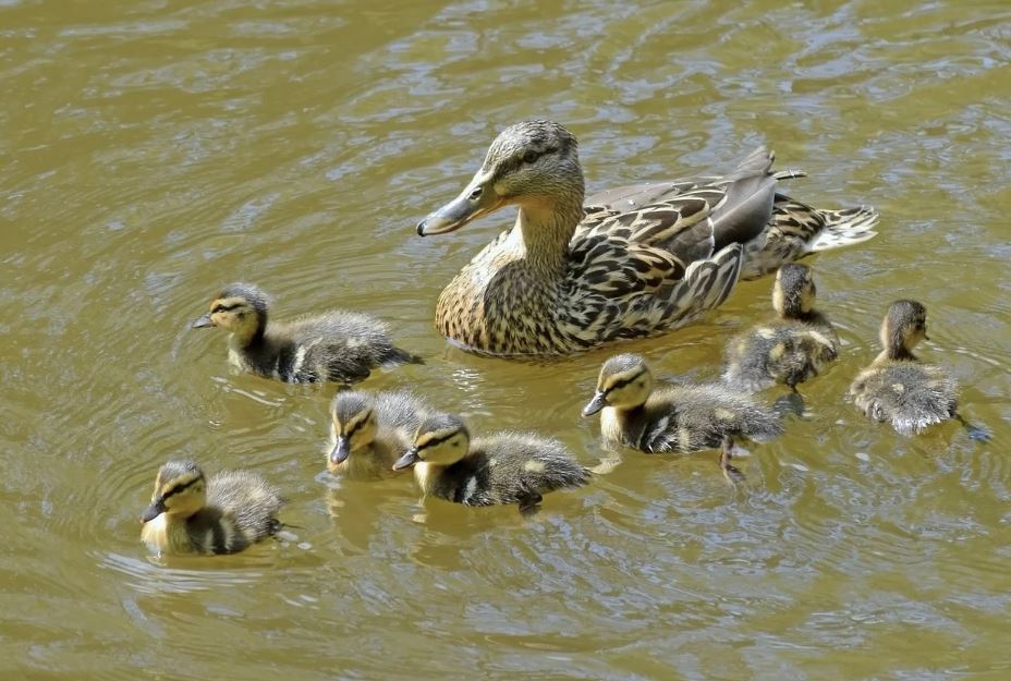 ¿Qué significa soñar con una bandada de patos? 5 significados simbólicos