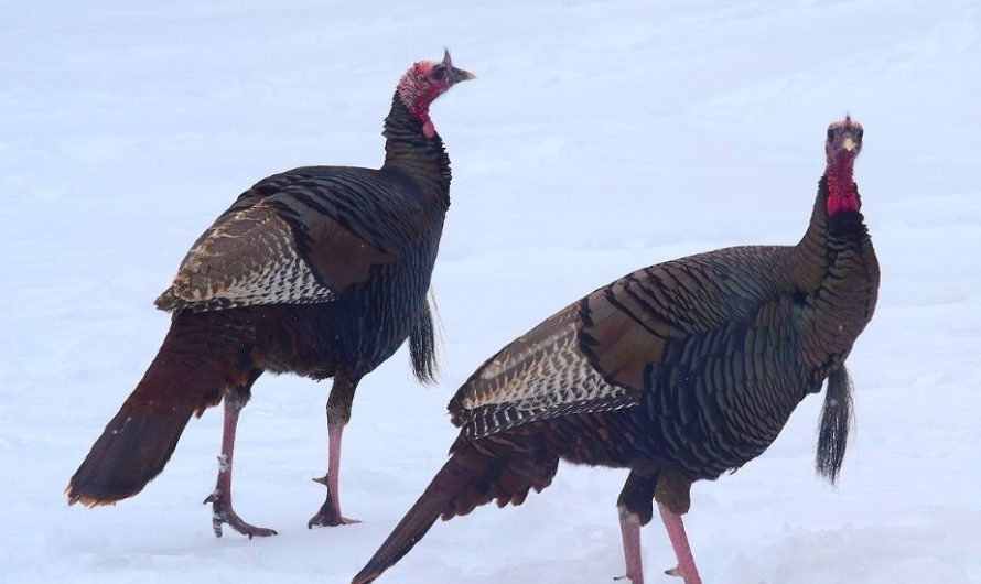 ¿Qué significa soñar con un pavo? 7 significados simbólicos