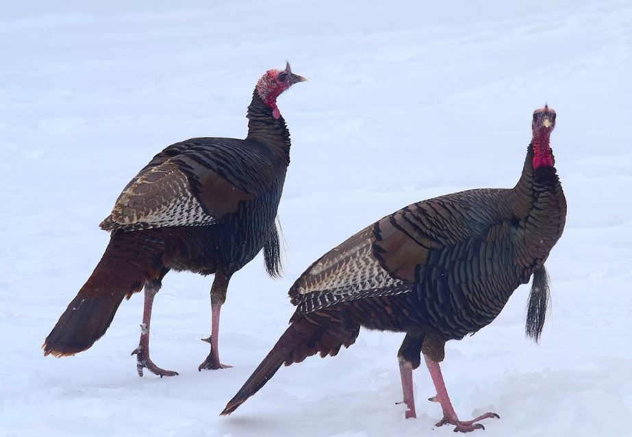 ¿Qué significa soñar con un pavo? 7 significados simbólicos