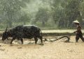 ¿Qué significa soñar con un búfalo de agua? 7 significados simbólicos