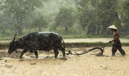 ¿Qué significa soñar con un búfalo de agua? 7 significados simbólicos