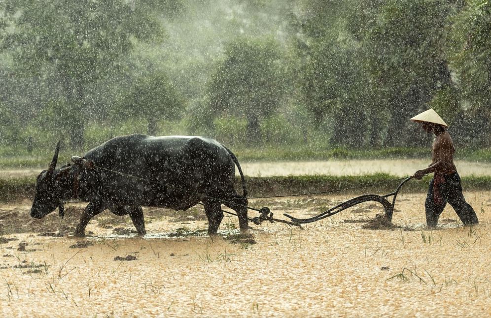 ¿Qué significa soñar con un búfalo de agua? 7 significados simbólicos