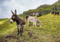 ¿Qué significa soñar con un burro? 7 significados simbólicos