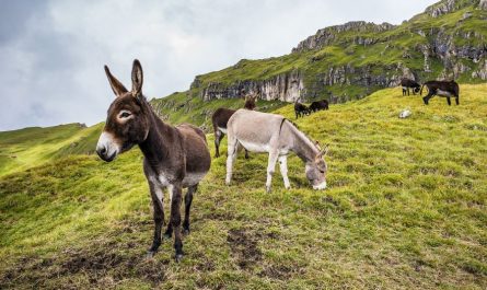 ¿Qué significa soñar con un burro? 7 significados simbólicos