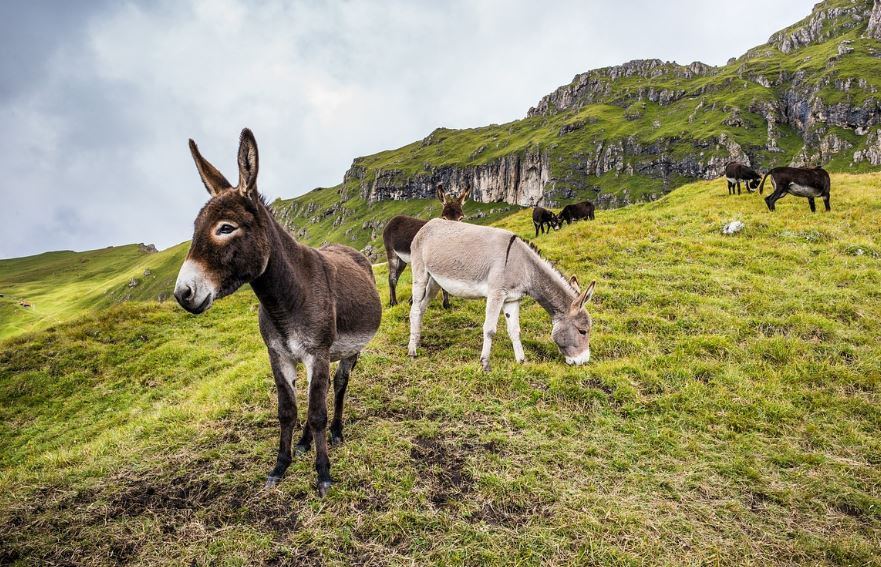 ¿Qué significa soñar con un burro? 7 significados simbólicos